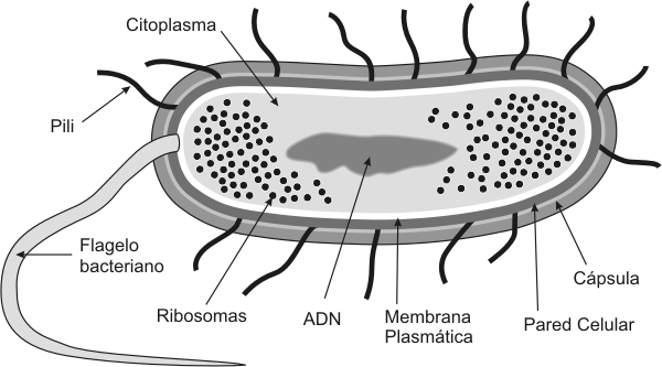 célula | biologialosalpes's Blog