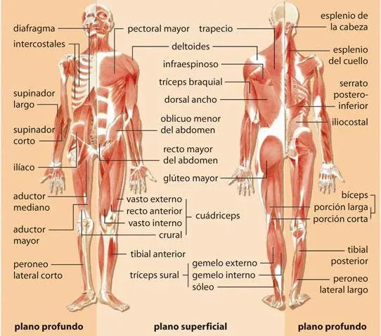 La estructura del cuerpo humano y sus partes - Imagui