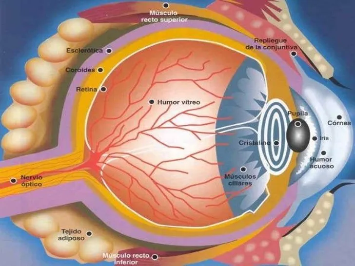 Estructura y función del ojo humano