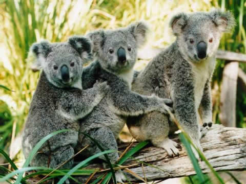 Estructura social de los koalas | KOALAPEDIA