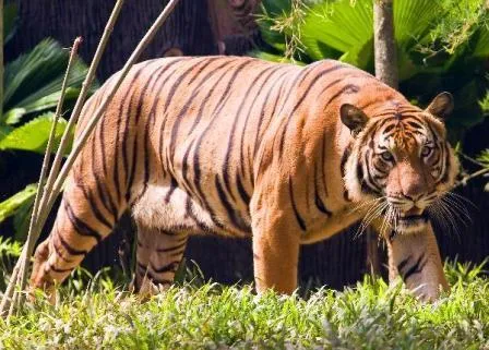 Estructura social de los tigres » TIGREPEDIA