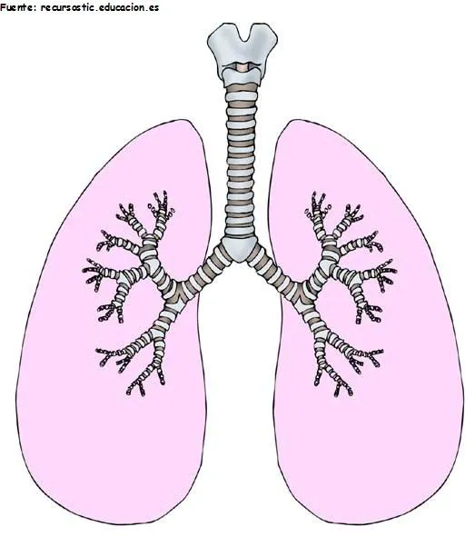 estructuras del sistema respiratorio - Currículum en línea ...
