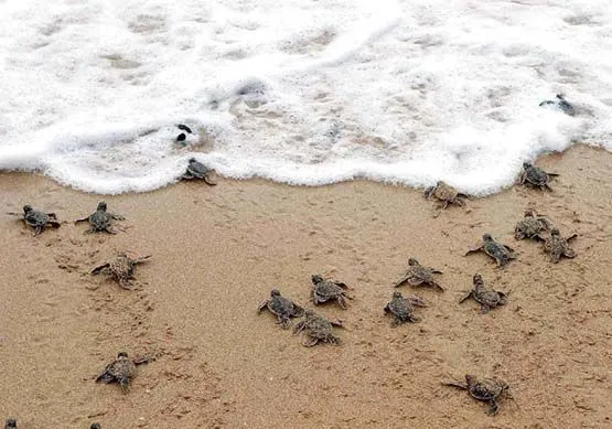 Estudian sitios de desove de tortugas marinas en Cuba (+video) (+ ... Estudian sitios de desove de tortugas marinas en Cuba (+video) (+ ...