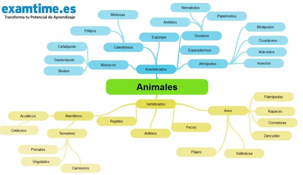 Cómo Estudiar Biología: 5 Técnicas para ser el Rey del Reino Animal Cómo Estudiar Biología: 5 Técnicas para ser el Rey del Reino Animal