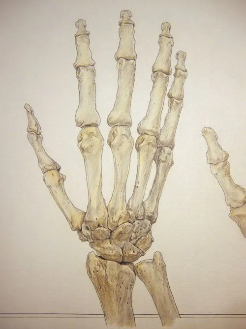 Esqueleto mano - Imagui