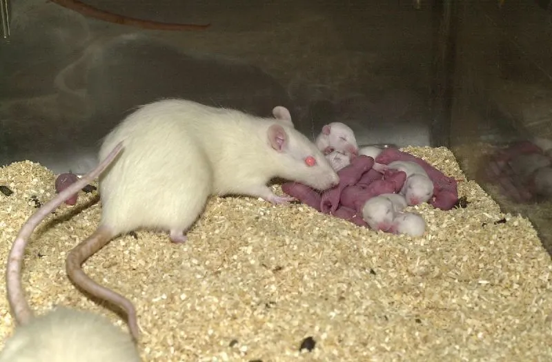 Según estudios en roedores: lo que comen los bebés determina el ...