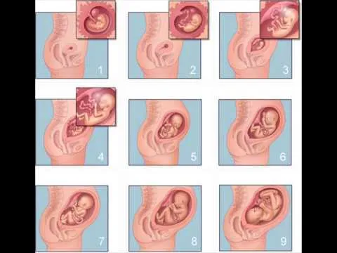 etapa y crecimiento del bebe en el vientre materno - YouTube
