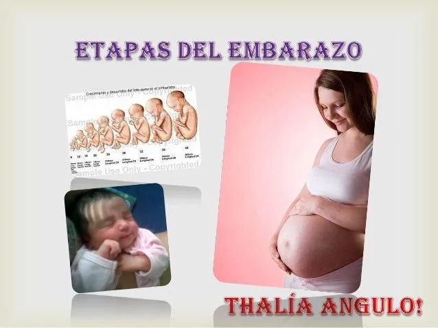 Etapas del embarazo 3