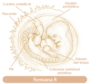 SEMANITAS | Foros de Bebés en la Web, el sitio del bebé, el niño y ...