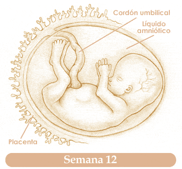 Etapas del embarazo - Demedicina.com