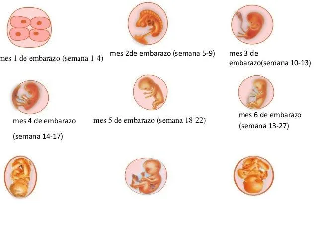 9 etapas del embarazo - Imagui