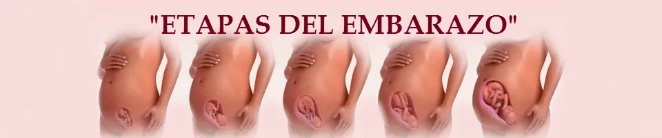 Etapas del Embarazo | ETAPAS DEL EMBARAZO