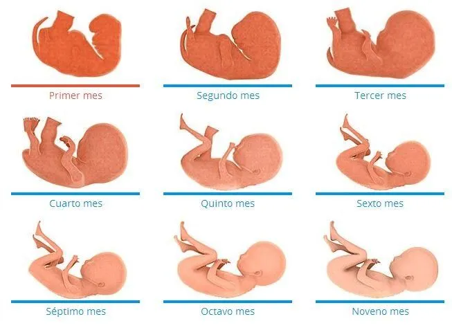 Dibujos de la etapa del embarazó - Imagui