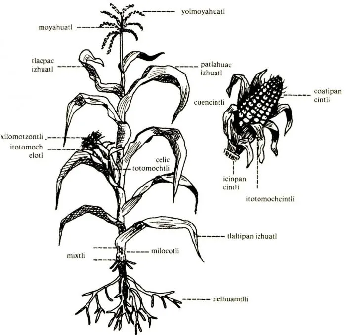 Dibujos de planta de maiz - Imagui