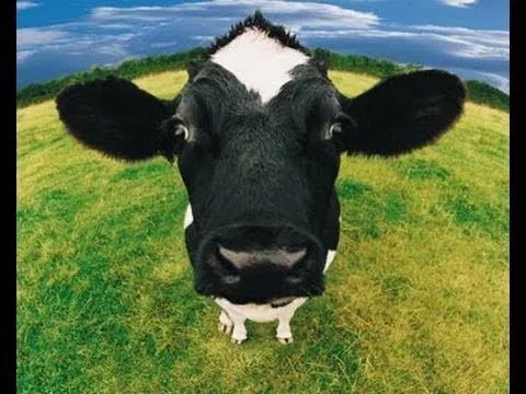 Eu cu Vaca sunt pe Deal Minecraft Parodie - YouTube