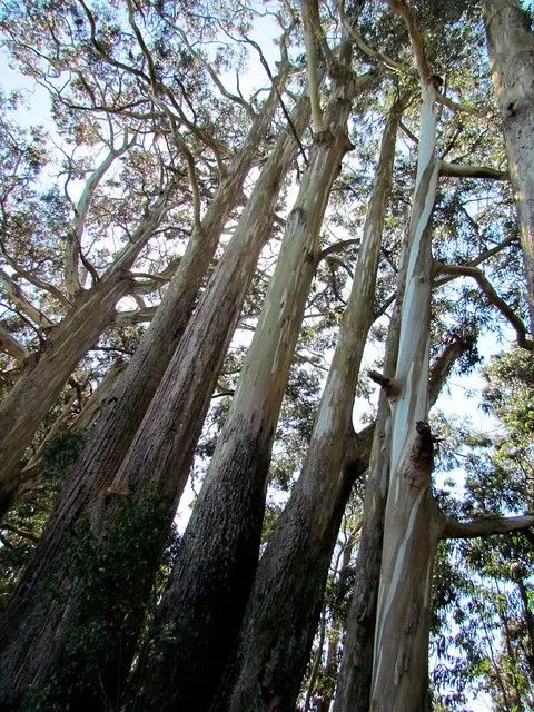 EUCALIPTUS GIGANTES | Flickr - Photo Sharing! EUCALIPTUS GIGANTES | Flickr - Photo Sharing!