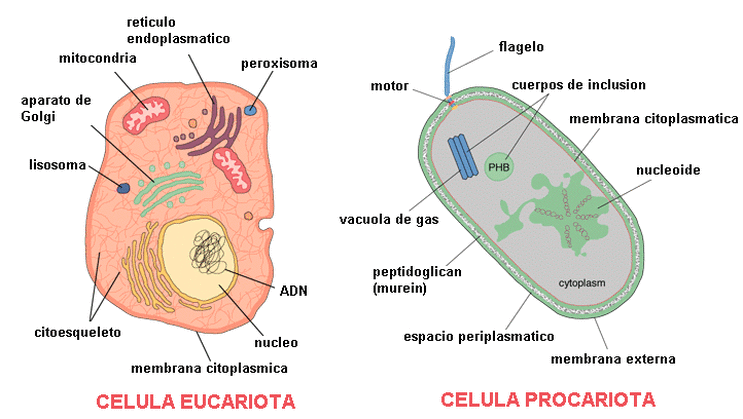 Eucariota vs Procariota - Biotecnología Molécular