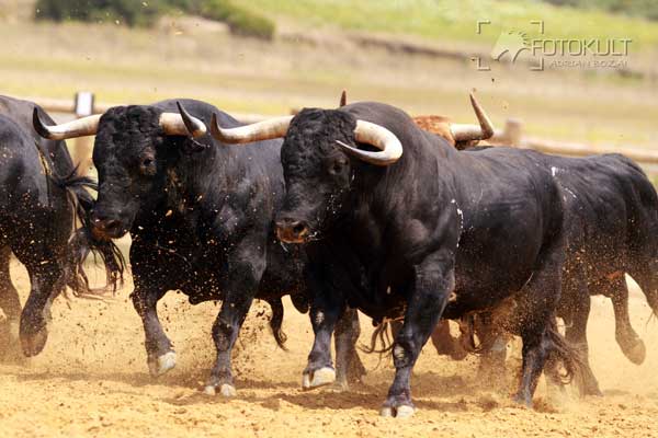 Evadium: Visita con exhibición a ganadería de toros Torrestrella y ...