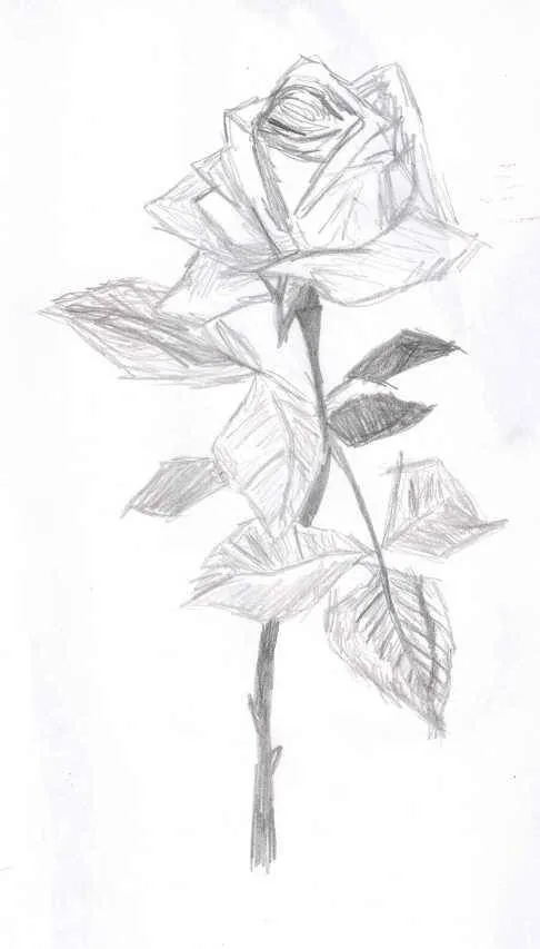 Boceto de rosas - Imagui
