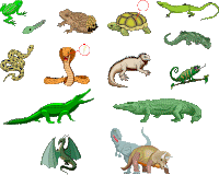 La Evolución de los Animales Vertebrados: Los Reptiles - Clasificación