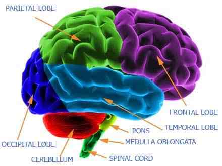 Evolución del cerebro humano