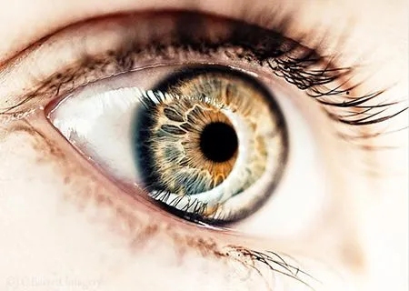 Evolución del ojo humano - Vistaláser Oftalmología