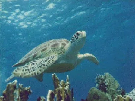 Evolución de la tortuga marina » TORTUGAMARINAPEDIA