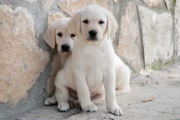 Excelentes cachorros de Labrador - Labrador - Perros - Venta Mascotas