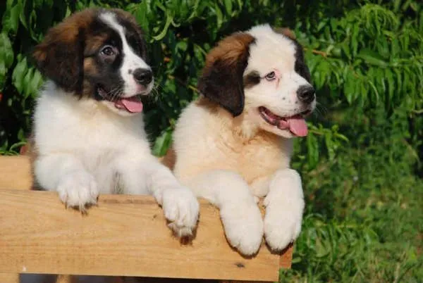 Excelentes cachorros de San Bernardo - San Bernardo - Perros ... Excelentes cachorros de San Bernardo - San Bernardo - Perros ...