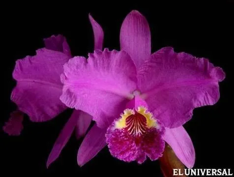 Exhibirán mil orquídeas en flor en el Centro Sambil | Voces ...