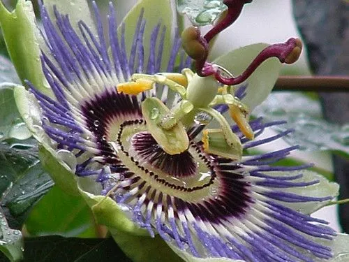 Exotic Flower - Flor Exótica | Flickr - Photo Sharing!