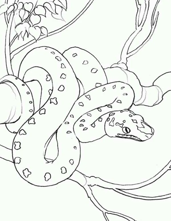 Exotic Snake Anaconda Coloring Page | Coloring Sky