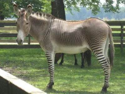 Expediente Oculto: ANIMALES REALES QUE PARECEN IMPOSIBLES Expediente Oculto: ANIMALES REALES QUE PARECEN IMPOSIBLES