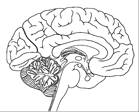 Dibujo del encefalo y sus partes para colorear - Imagui
