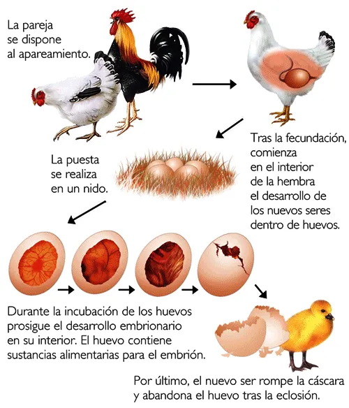 Animales oviparos y viviparos explicacion para niños - Imagui