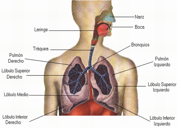 Imagenes del cuerpo humano y sus organos internos con nombres - Imagui