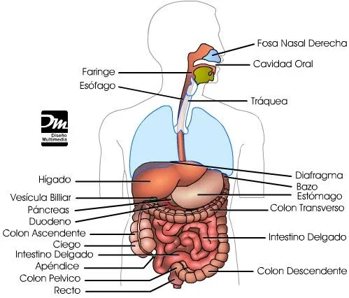 Imagenes del aparato digestivo con sus partes - Imagui
