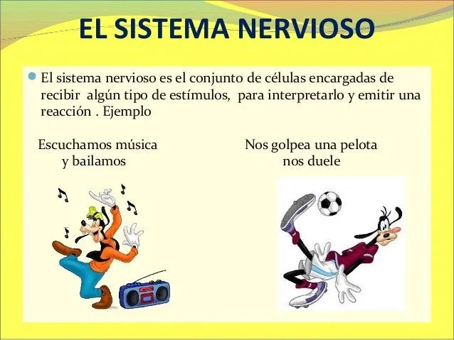 Explicacion del sistema nervioso para niños de primaria - Imagui