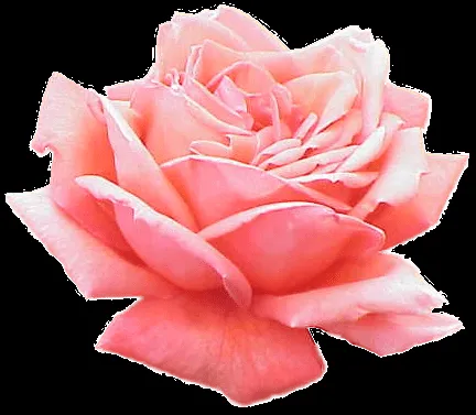 Extracted Pink Rose | Free Images at Clker.com - vector clip art ...