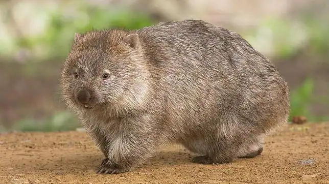 Los extraños wombats de Australia mueren de hambre - ABC.es
