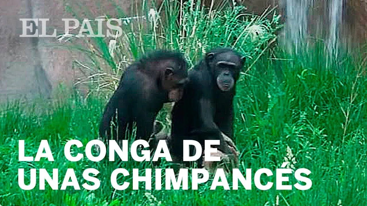 La “extraordinaria” conga de unas chimpancés - YouTube