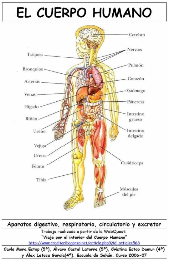 Partes de cuerpo humano con nombres - Imagui