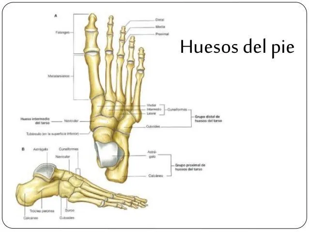 Extremidades inferiores del cuerpo humano. Anatomia Extremidades inferiores del cuerpo humano. Anatomia