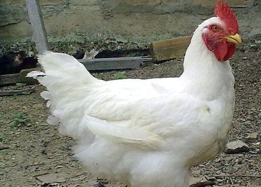 Se podría fabricar resinas compuestas utilizando plumas de pollo ...