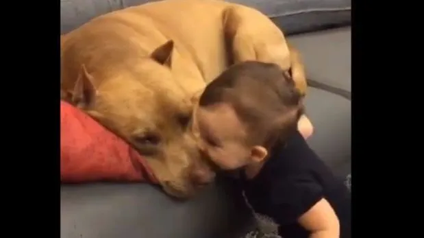 Facebook: bebe besó a pitbull y es tendencia mundial (VIDEO ...