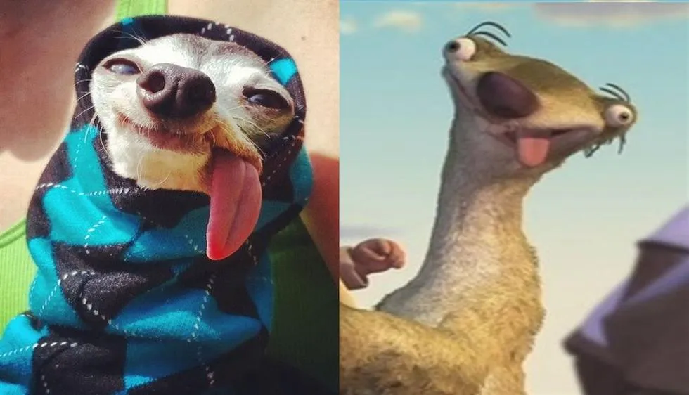 Facebook: Este es Zappa, el perro con la lengua fuera que se parece al  perezoso Sid | CHEKA | PERU21