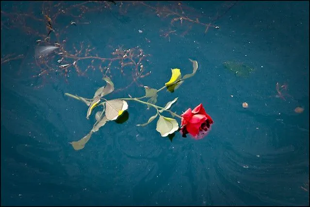 Es más fácil encontrar rosas en el mar | Flickr - Photo Sharing!