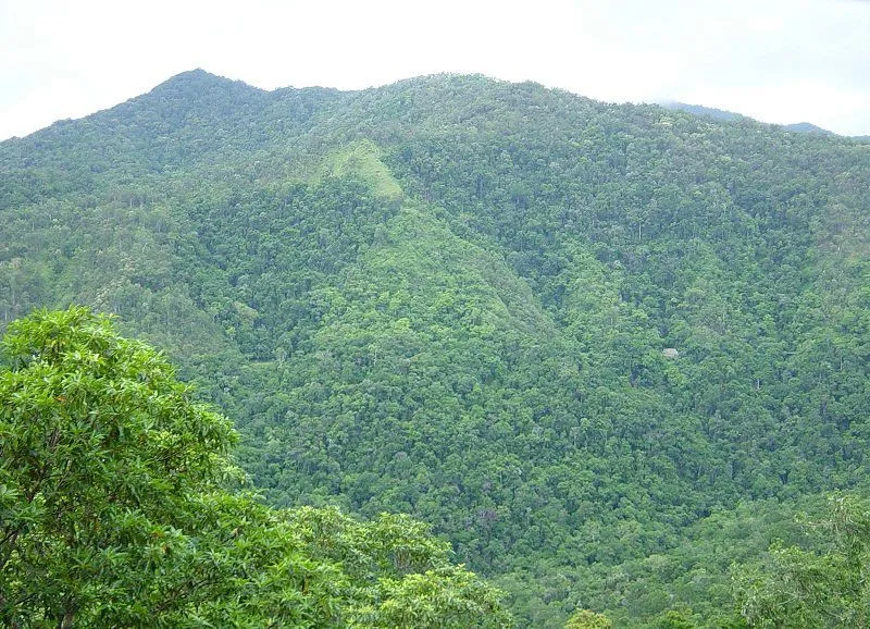 Falacias - La selva amazónica es el pulmón del planeta - El Tamiz