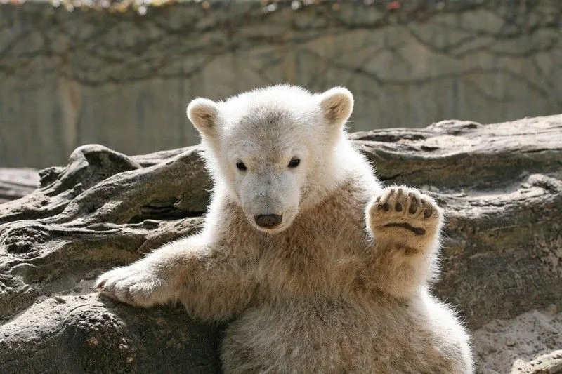 Fallece Knut, el zoo de Berlín llora a su oso polar « Blog de Viajes