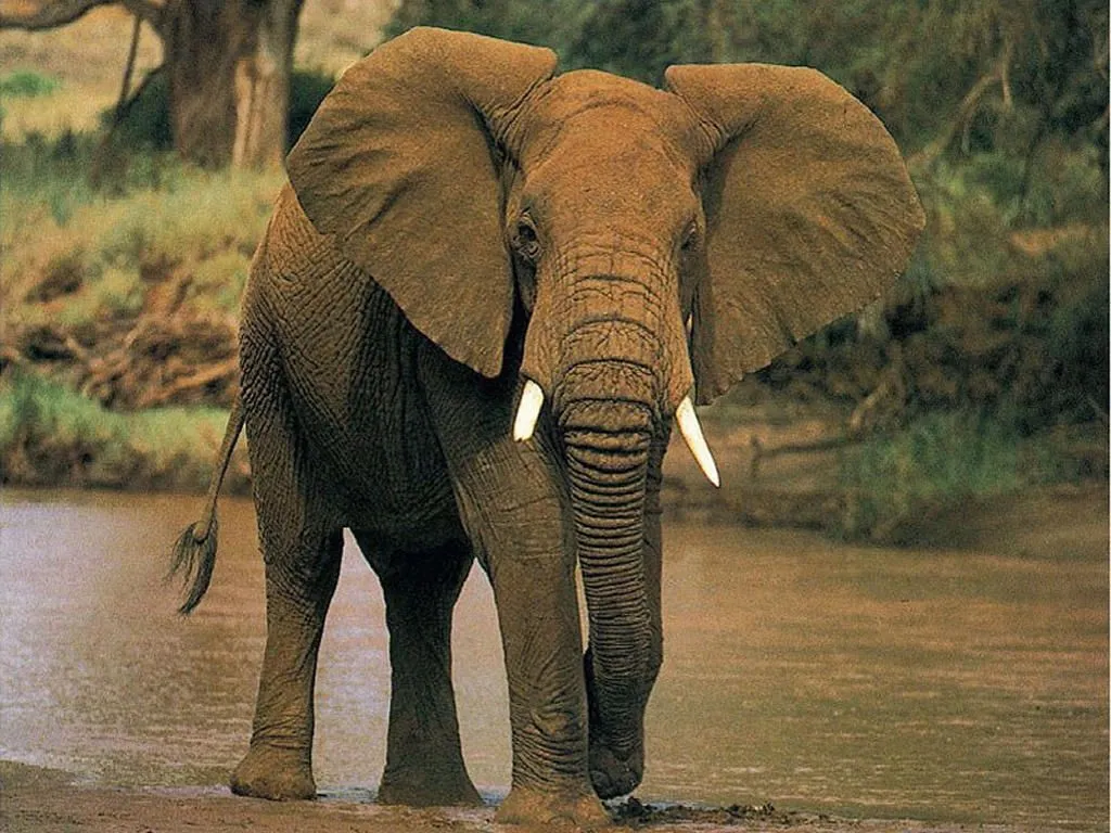 Verdadero o Falso? Mitos y verdades animales. Verdadero o Falso? Mitos y verdades animales.